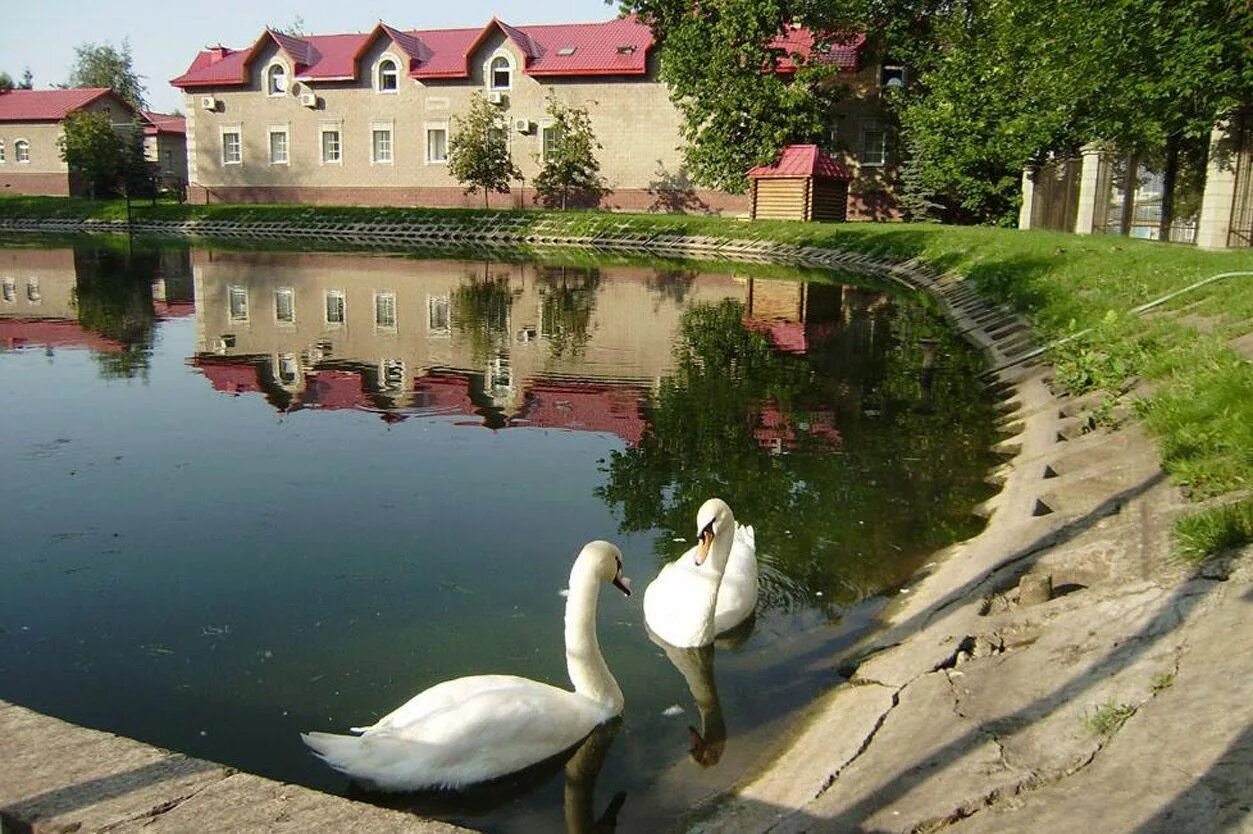 Парк Аксакова Уфа. Уфа парк Аксакова лебеди. Сад имени с т Аксакова Уфа. Лебеди в саду Аксакова Уфа.