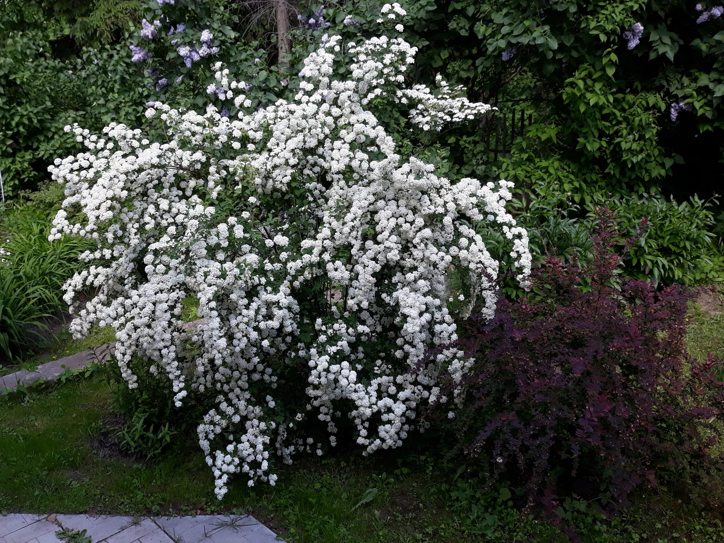 Кустарник белая невеста. Спирея Вангутта. Спирея Вангутта (Spiraea vanhouttei). Спирея серая Вангутта. Спирея Ван-Гутта (Spiraea vanhouttei).