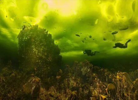 Белое море под водой