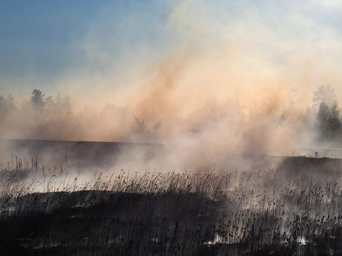 Воняет гарью. Ландшафтный пожар. Запах Гари. Дым от пожара. В Воронеже горит трава.