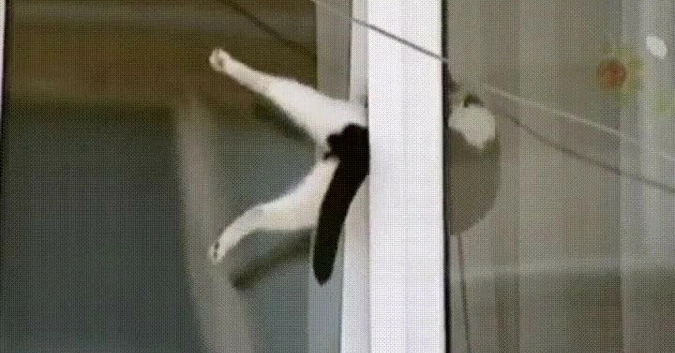 Кот открывает окно. Кот на пластиковом окне. Кот лезет в форточку. Кот влезает в окно. Кот застрял в окне.