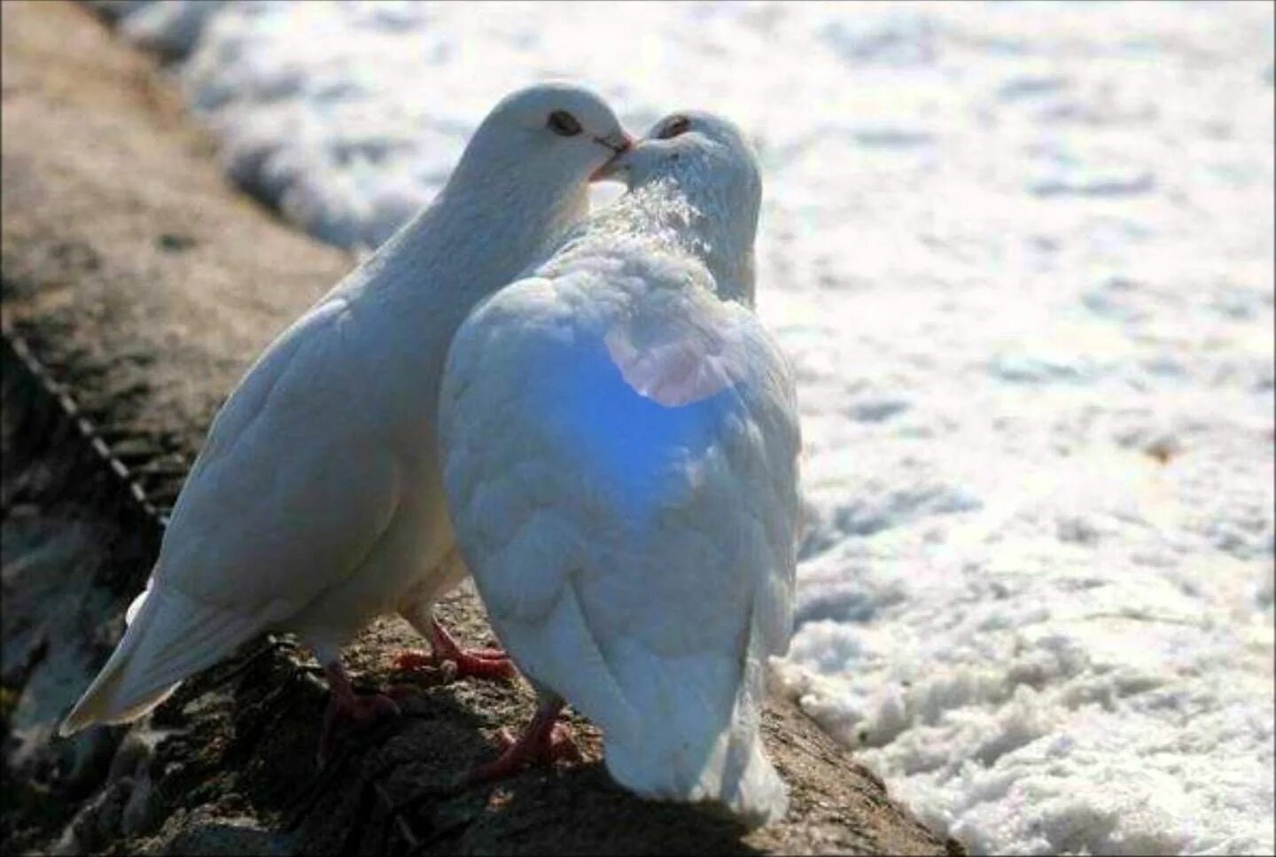 Голубь каждый день. Голубь. Голубки. Любовь и голуби. Два белых голубя.