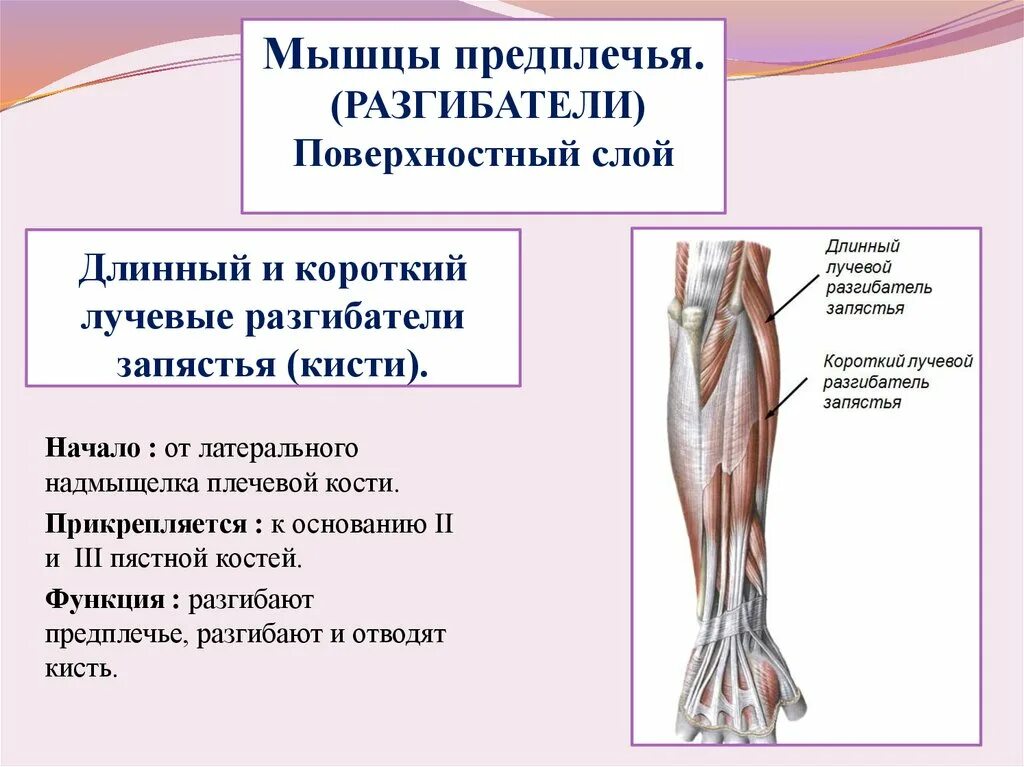 Координация работы мышц разгибателей осуществляется в