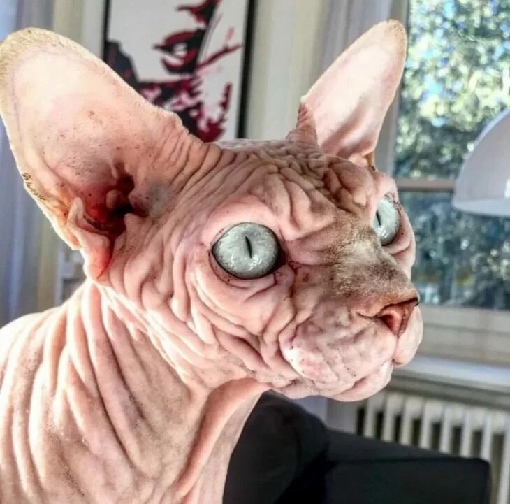 Очень страшные кошки. Злой кот. Канадский сфинкс уродец. Очень страшные кошки. Кот персидская шиншилла вилфред.