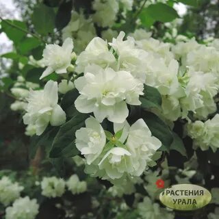 Чубушник фото и описание