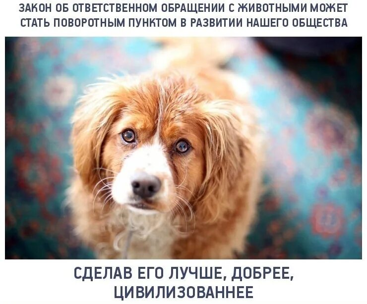 Закон об ответственном обращении. Ответственное обращение с животными. закон об ответственном обращении с животными. федеральный закон об ответственном обращении с животными. обращение в животных.