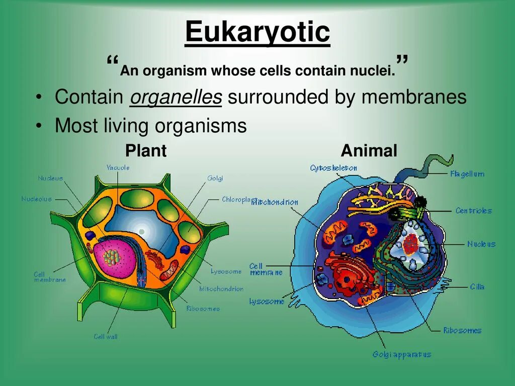 Cell contains. Eukaryotic. Eukaryotic Cell. Cell structure & function. Structure of the Plant Cell Nucleus.