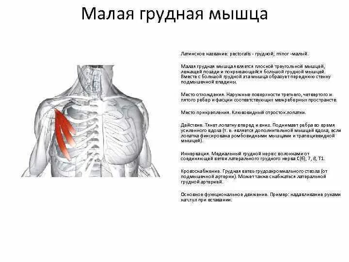 Крепление малой грудной мышцы. Малая грудная мышца функции и прикрепления. Функции малой грудной мышцы. Малая грудная мышца m. pectoralis Minor.