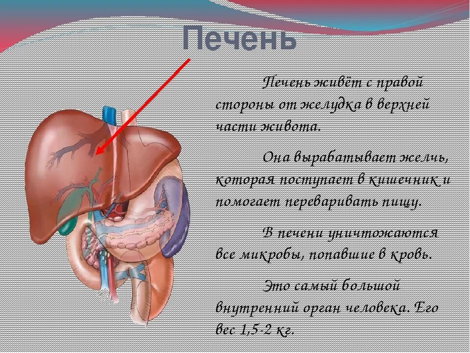 Изображение тела человека печень. Расположение органов человека печень. С какой стороны печень.