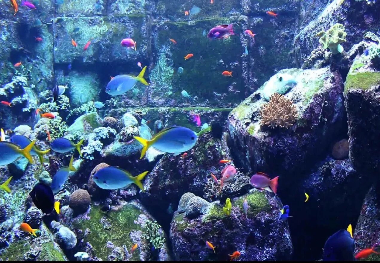 Marine aquarium. Морские рыбки для аквариума. Скринсейвер аквариум. Географический аквариум. Обои на рабочий стол аквариум.