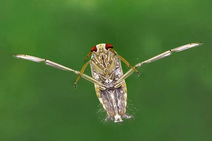 Клоп гладыш (notonecta glauca). Notonecta glauca (гладыш). Клоп гладыш обыкновенный. Водяной клоп гладыш. Водяной жук гладыш.