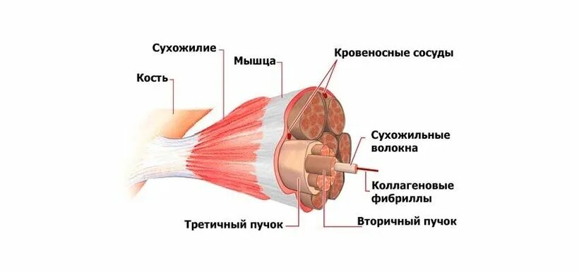 Описание сухожилий. Анатомия сухожилий. Строение мышц сухожилия. Сухожилия мышц прикрепляются к. Прикрепление мышцы к кости.