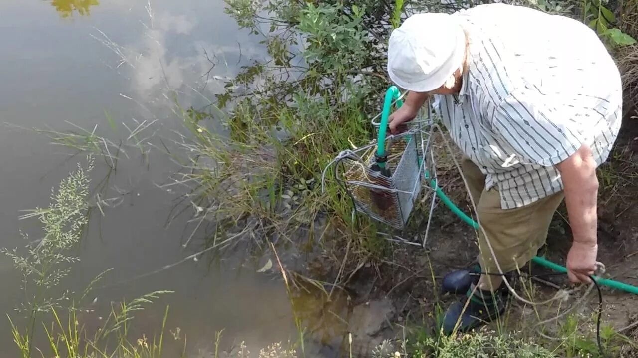 Забор воды видео. Забор воды из пруда для полива. Забор воды из водоема для полива. Насос в пруд для полива. Забор воды из ручья насосом.