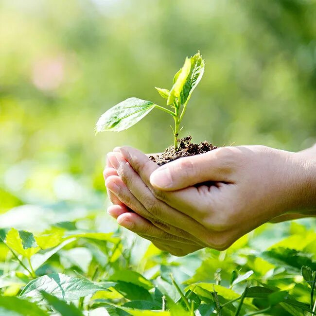 Методы охраны растений. Защита растений. Интегрированная защита растений. Удобрения и защита растений. Растения и человек.