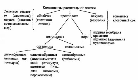 Компоненты клетки схема