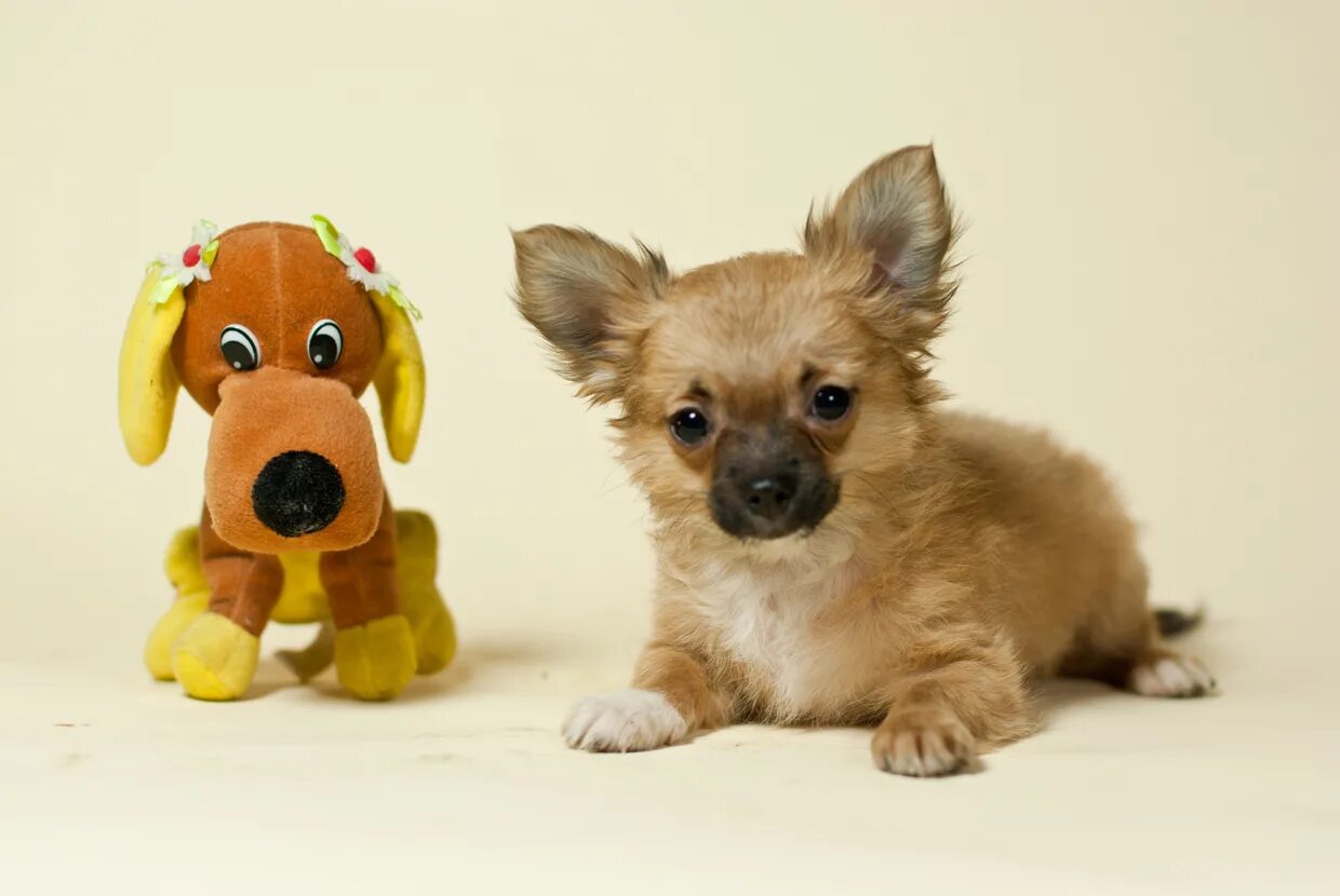 собака даром спб маленькая. отдам даром щенка маленькой породы йоркширский. отдаю щенка мелкой породы. приют мелких собачек в спб. щенки породные даром.