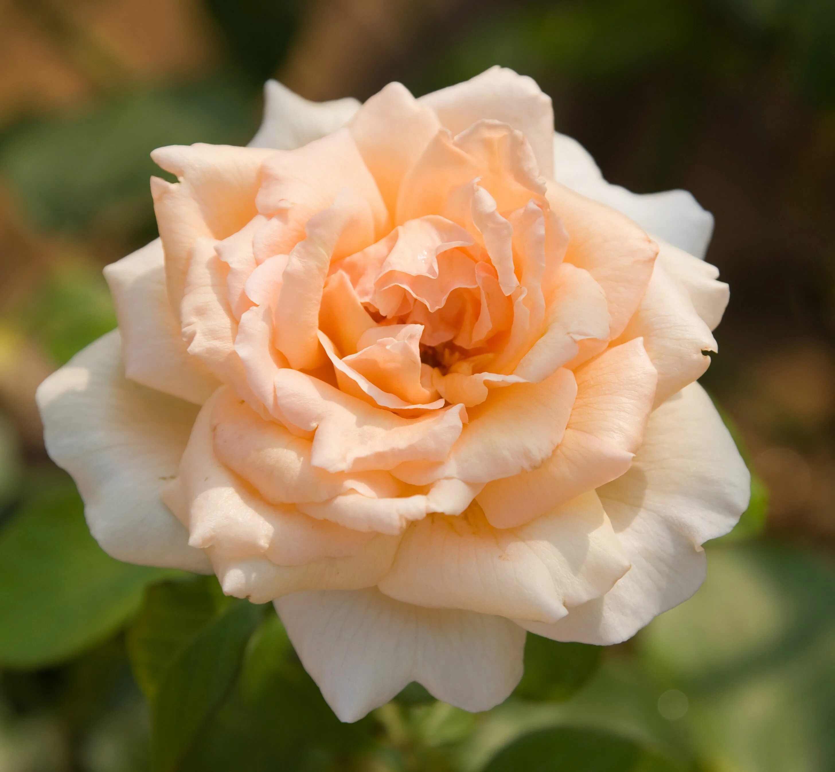 чайные розы сорта