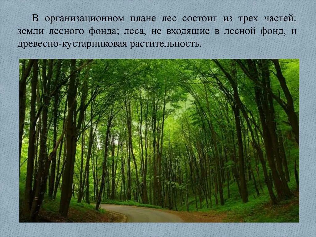 Лесной фонд подразделяется на леса