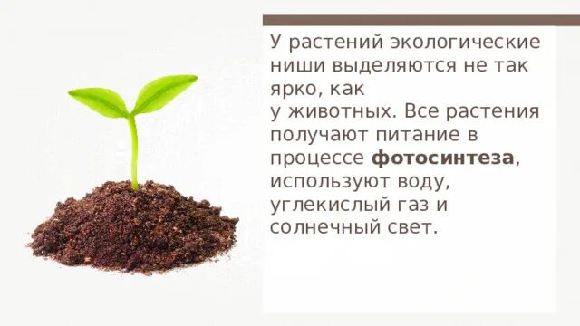 Расскажите что составляет окружающую среду для растения