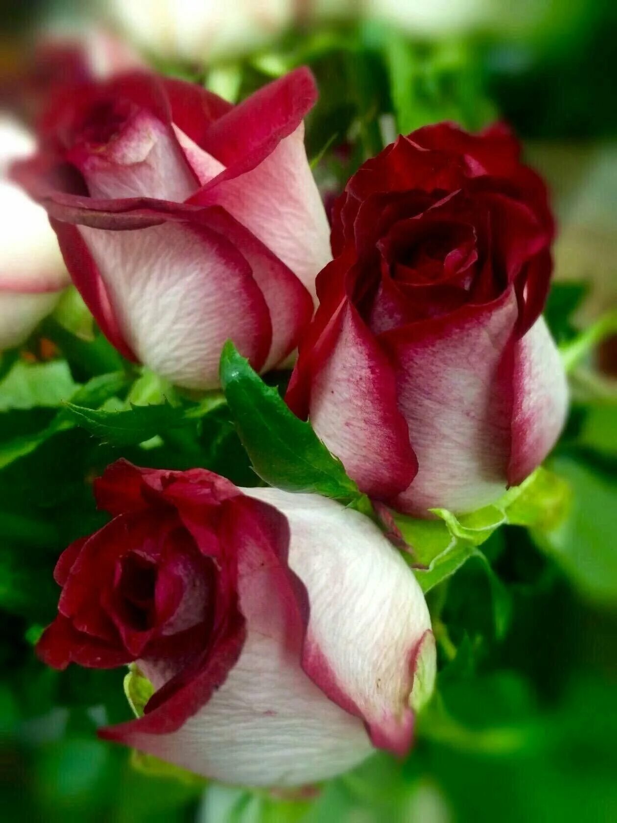 цветы лежат на столе. раз цветок. раз цветок. красивый бутон. раз цветок.