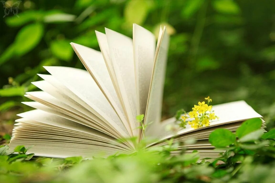 Информация через книгу. Лето с книгой. Раскрытая книга. Книга на траве. Книга природа.