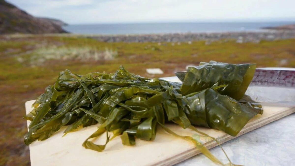 Морская капуста при похудении можно ли. Морская капуста. Флэк морская капуста. Морская капуста в море.