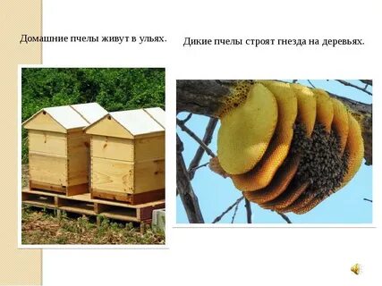 Звуки в слове ульи