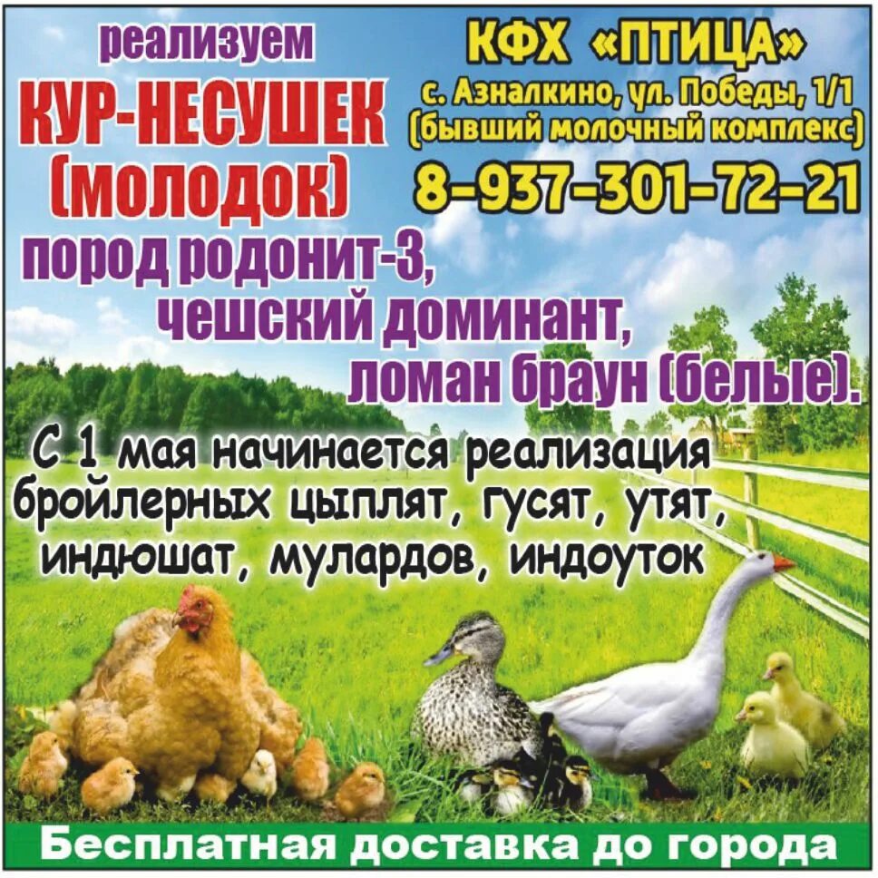 птице фермерское хозяйство. несушки ломан браун. куры на выпасе. кфх птица. мини птицеферма несушек на 1000 голов.