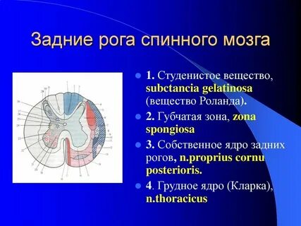 Передние рога серого вещества спинного