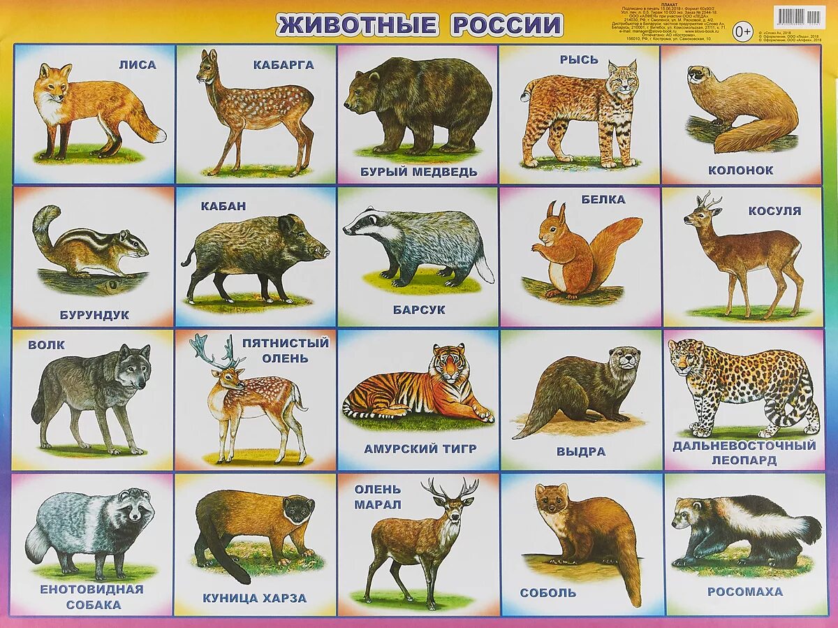 Животные России для детей. Плакат. Животные. Плакат. Животные России. Плакат "Дикие животные".