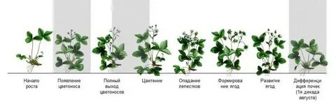Клубника от цветения до созревания сколько дней
