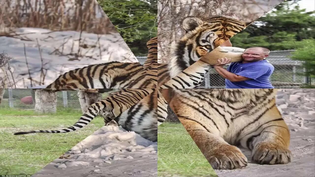 The tiger is large. Самый большой тигрица. Длинный тигр. Самый большой тигр в мире. Очень большой тигр.
