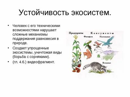 Устойчивая экосистема