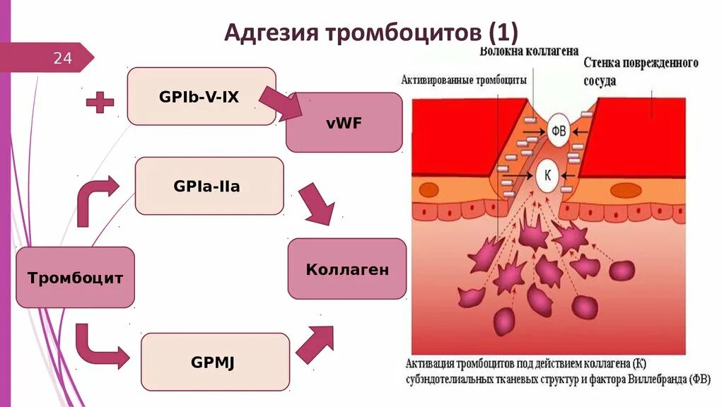 Коллаген агрегация. Рецепторы адгезии тромбоцитов. Адгезия и агрегация тромбоцитов. Коллаген активация тромбоцитов. Механизм адгезии тромбоцитов.