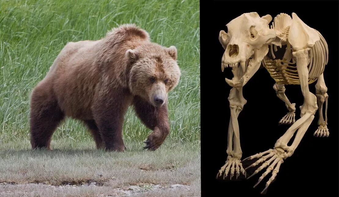 Бурый медведь тело. Анатомия бурого медведя скелет. Гризли анатомия. Анатомия бурого медведя. Медведь Гризли анатомия.