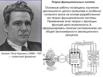 Модель функциональной системы разработал