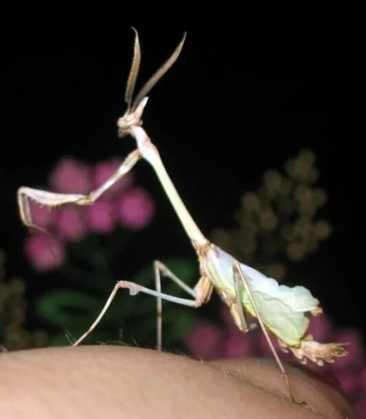 Богомолы в москве. Богомол в неволе. Богомол домашний. Террариум для богомола. Содержание богомола.