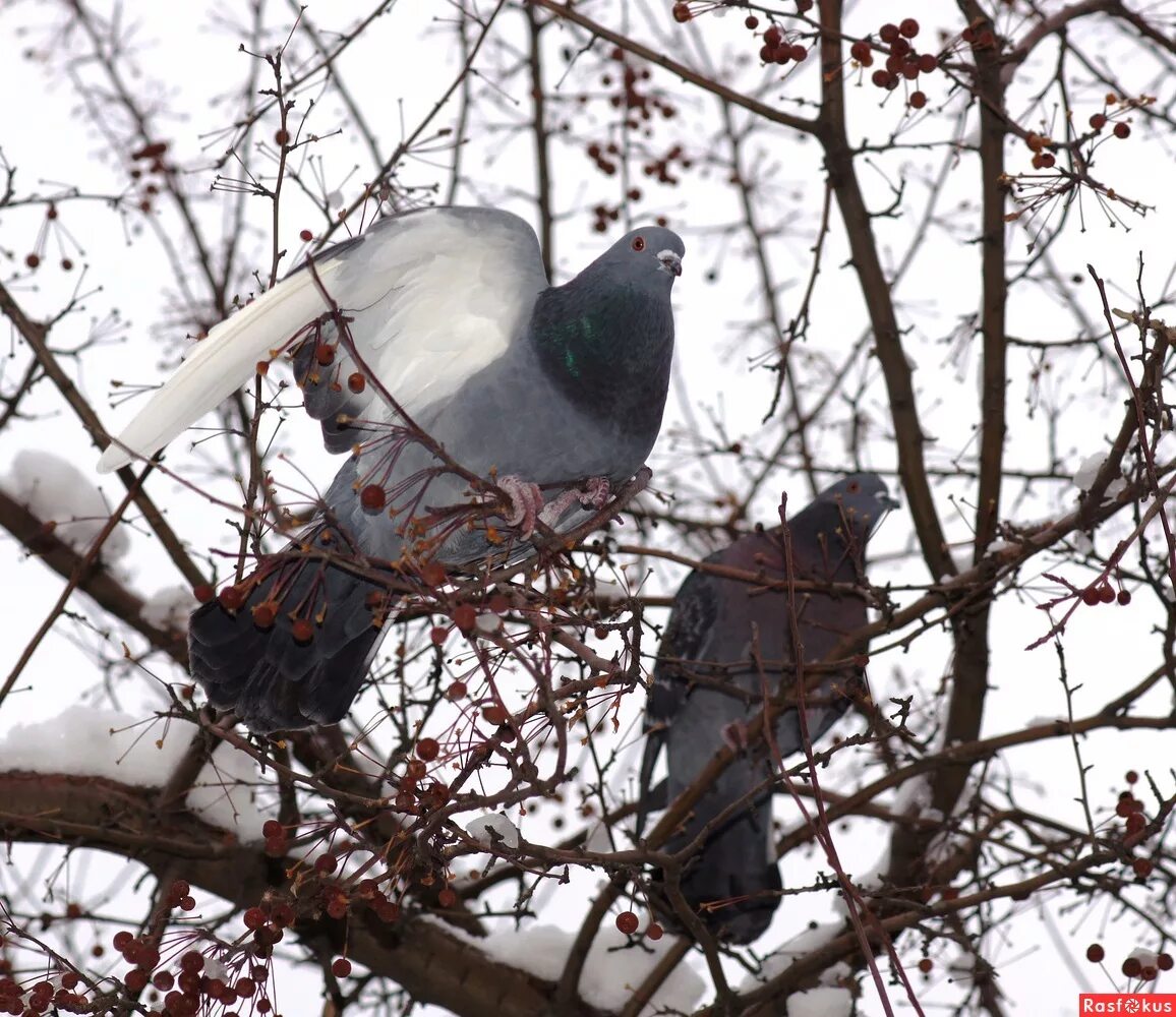 Горлица на дереве. Голубь на дереве. Голуби сидят на дереве. Голубь с веткой. Южноафриканская горлица.