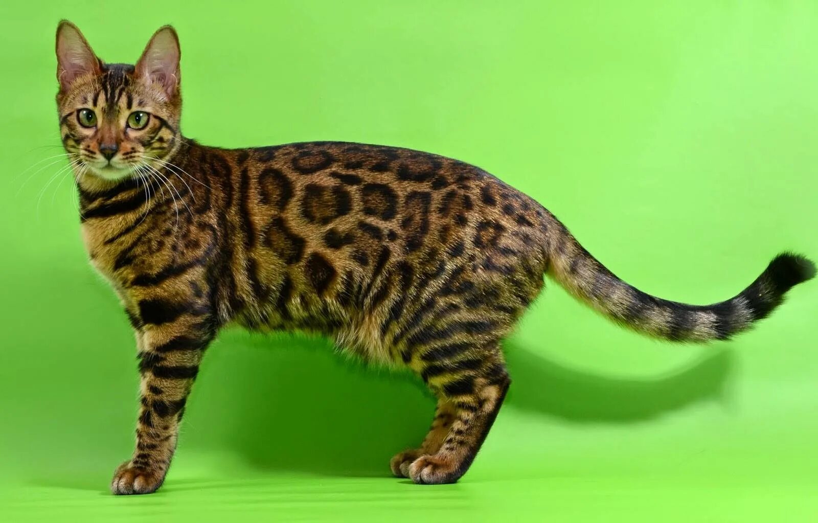 Бенгальская кошка. Кошки бенгальской породы. Бенгальская леопардовая кошка. Бингальскаяская кошка. Бенгальская порода характер