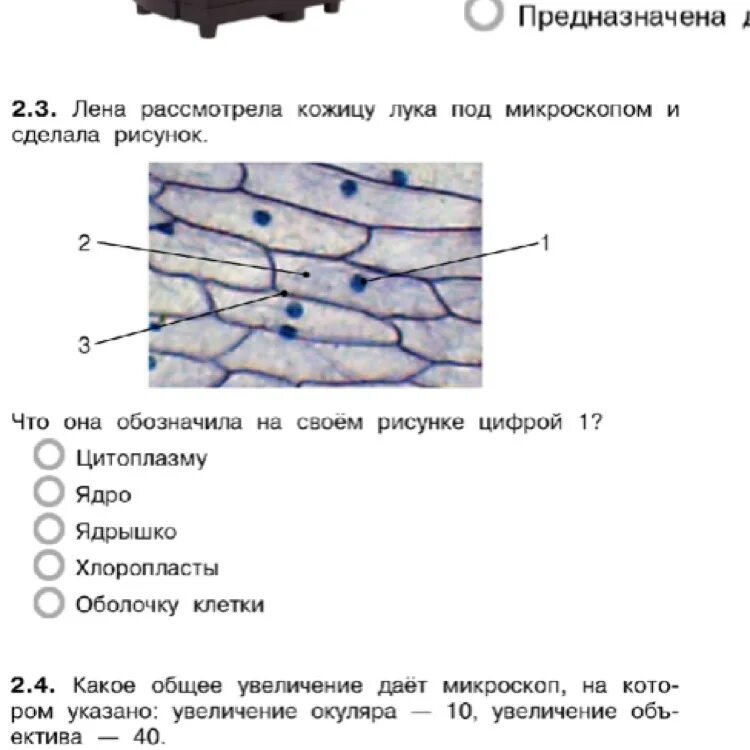 С какой структурой отвечающей за деление