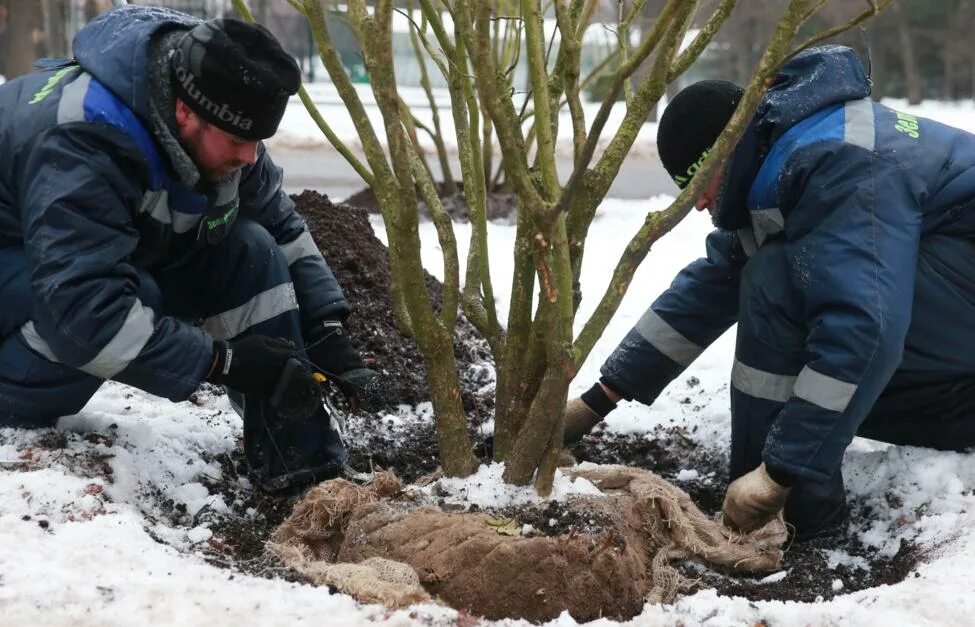 Разрешение пересадку деревьев. Высадка деревьев. посадка крупномерных деревьев. зимняя посадка крупномеров. посадка деревьев и кустарников.