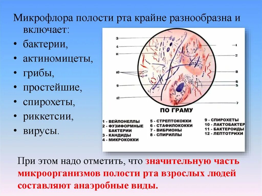 Микрофлора языка. Облигатная микробиота ротовой полости. Микрофоора полости РТП. Микрофлора ротовой полости человека микробиология. Основные представители микрофлоры полости рта.