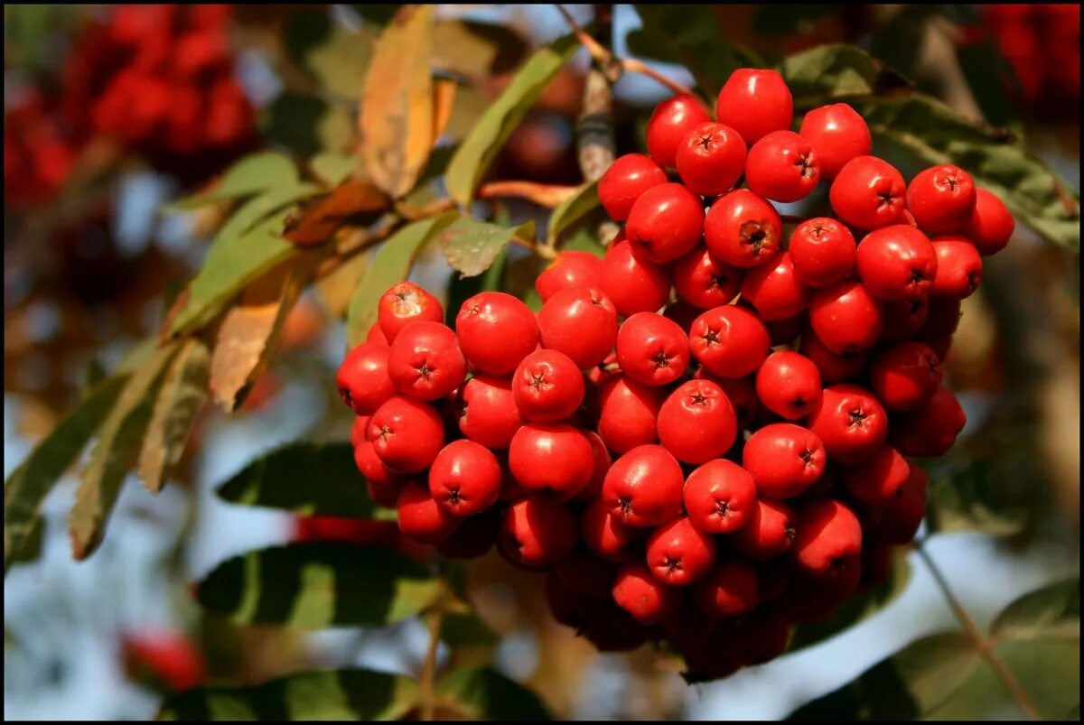 Рябина обыкновенная "Вефед". Рябина (Sorbus). Рябина Сибирская (Sorbus sibirica) дерево. Арония красная. Ярко красная рябина