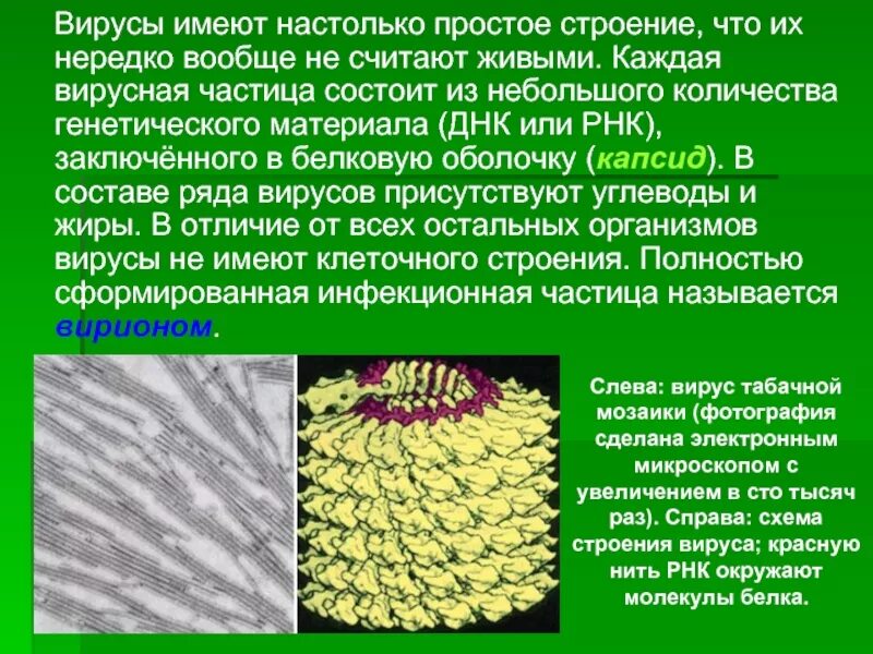 Вирус состоит из молекул. Вирусы имеют. вирусы состоят из. вирусы не имеют. . вирусы состоят из молекулы ... или ... и ....