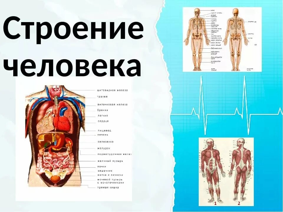 Тело человека органы 4 класс окружающий мир. Скелет человека с описанием внутренних органов. Скелет человека с органами спереди. Строение человека спереди внутренние. Строение чедовек.