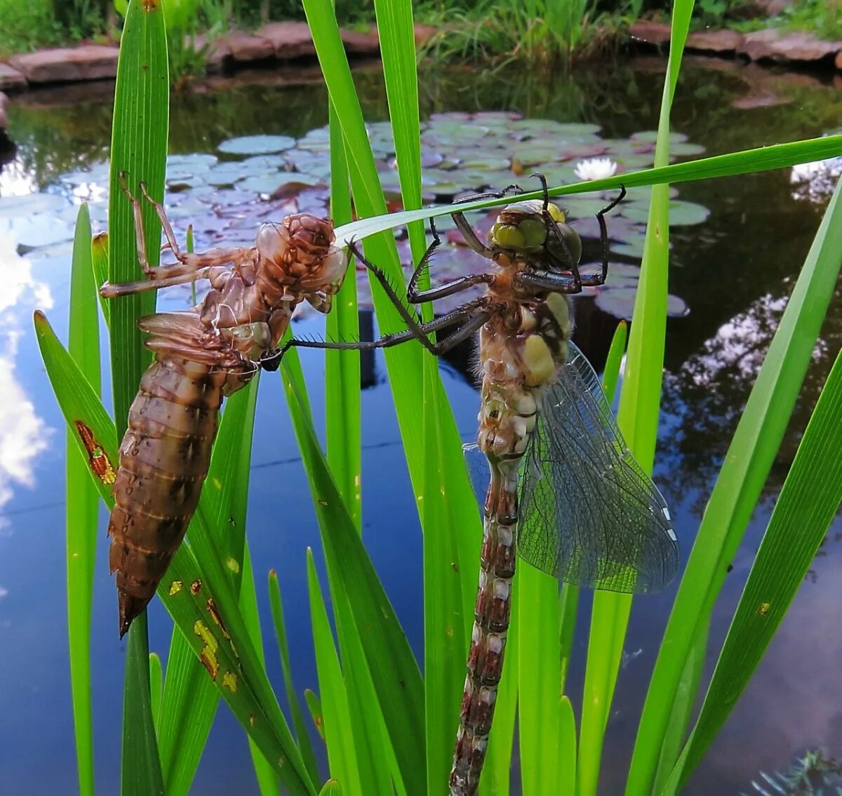 Личинка стрекозы в воде. Ручейник личинка стрекозы. Наяда насекомые. Наяда стрекозы. Личинка стрекозы в воде.