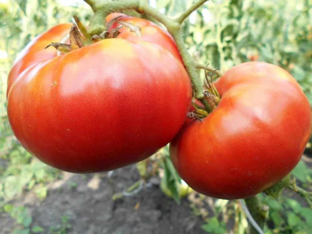 Бельгийский гигант томат. Томат "бельгийская красота". Гигант бельгии. Гигант бельгии. Бельгийский гигант томат.