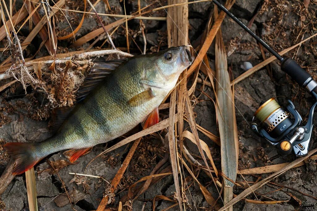 Подуста астрахань. Северский донец верхнепотапов. Река северский донец рыбалка. Ловля на донце. Рыбы северского донца фото с названиями.