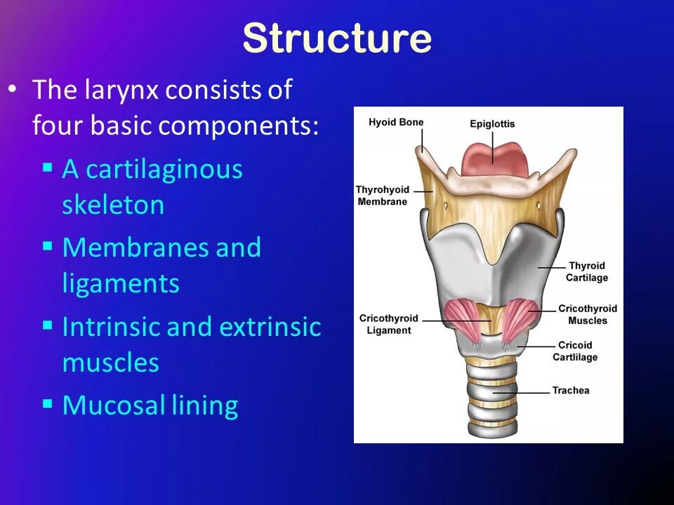 What parts does it consist of. Larynx. Structure of the larynx. Intrinsic muscles of larynx.