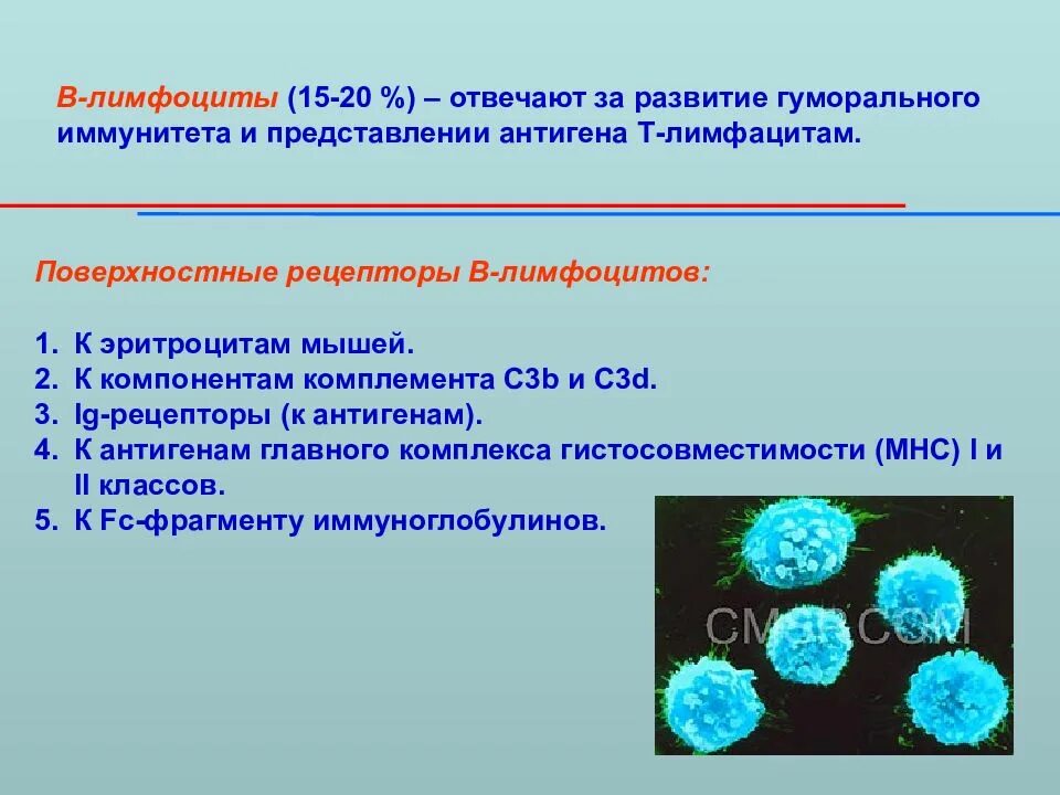 Популяции и субпопуляции т-лимфоцитов. Рецепторы в-лимфоцитов. Т лимфоциты клетки гуморального иммунитета. Перечислите основные субпопуляции т лимфоцитов.. Группы лимфоцитов